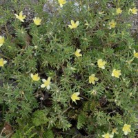 Portulaca suffruticosa Wall. ex Wight & Arn.